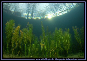 Freshwater Atmosphere... Que du bonheur... :O)... by Michel Lonfat 